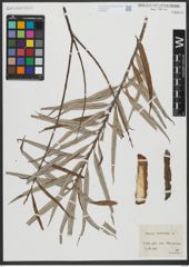 Foto von Salix viminalis L.